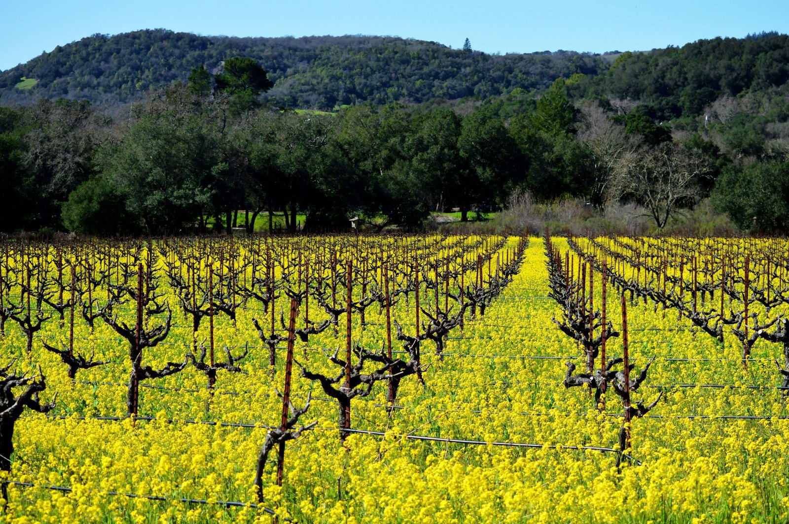 a field full of yellow flowers with trees in the background